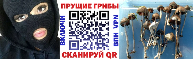 Псилоцибиновые грибы Magic Shrooms  kraken как войти  Кузнецк  наркошоп 